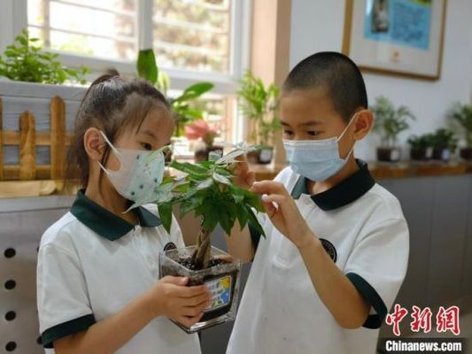 石家庄小学生认养“水培宝宝” 度多彩儿童节