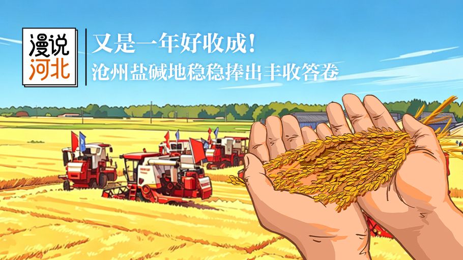 漫说河北丨又是一年好收成！沧州盐碱地稳稳捧出丰收答卷