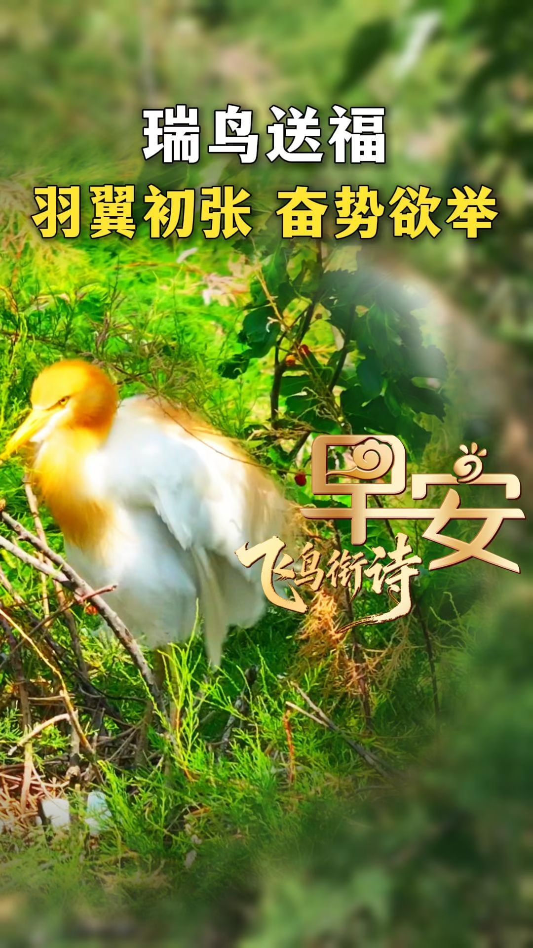 早安丨愿你振翅敢冲，停驻如风，既有勇气，也有从容