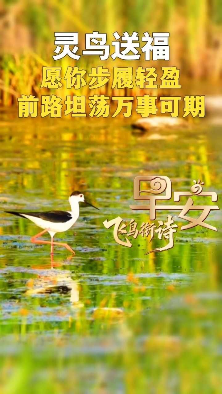 早安丨愿你步履轻盈 前路坦荡 万事可期