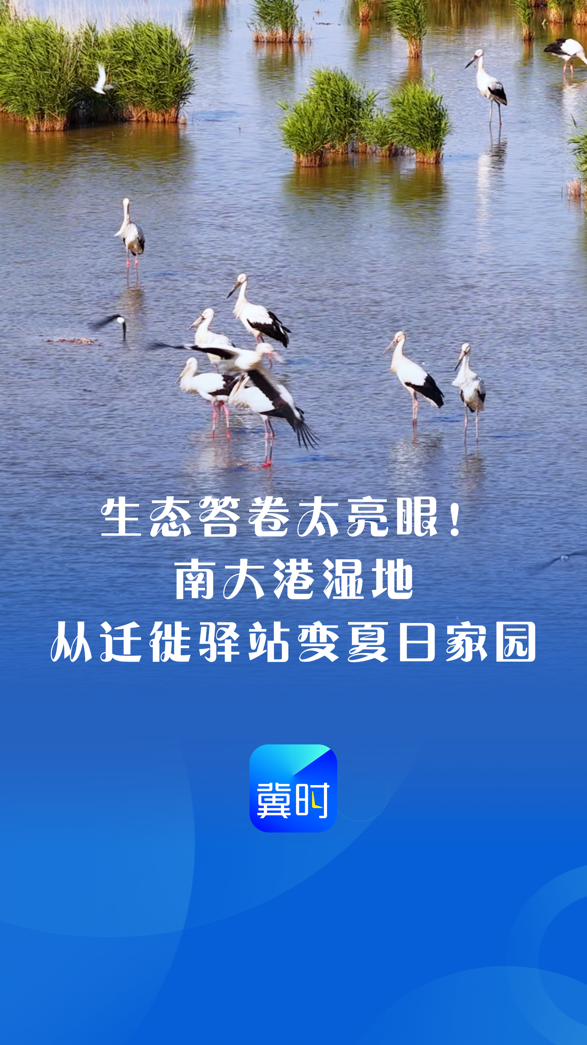 鸟儿的翅膀会说话丨生态答卷太亮眼！南大港湿地从迁徙驿站变夏日家园