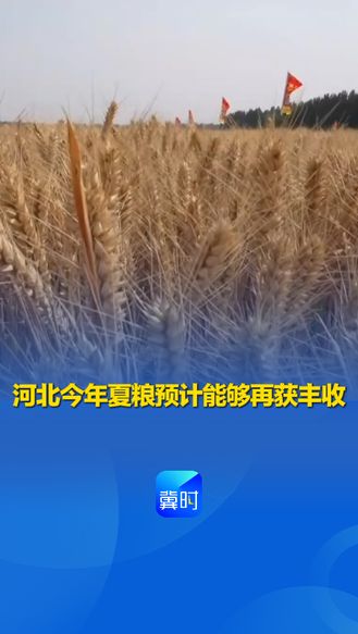 发布会快讯丨河北今年夏粮预计能够再获丰收