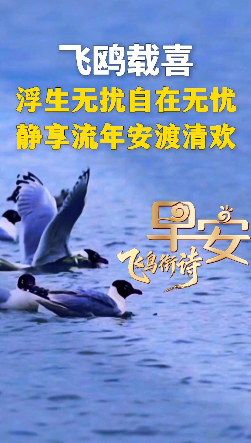 自去自来梁上燕，相亲相近水中鸥#早安 愿你浮生无扰自在无忧，静享流年安渡清欢#遗鸥 曾长期被误认成棕头鸥，沉寂近百年，直至1971年才被正式定为独立物种，故名“遗鸥”，别名钓鱼郎。#飞鸟衔诗