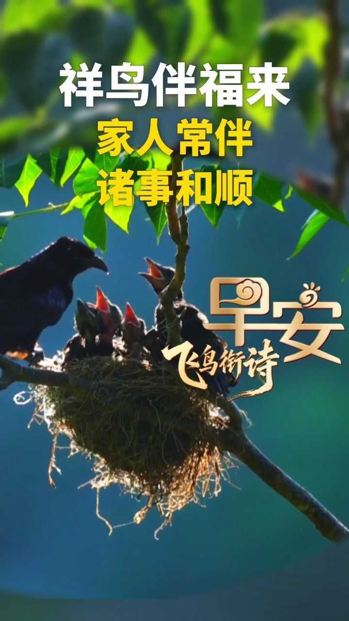 早安丨祥鸟伴福来 愿你家人常伴 诸事和顺