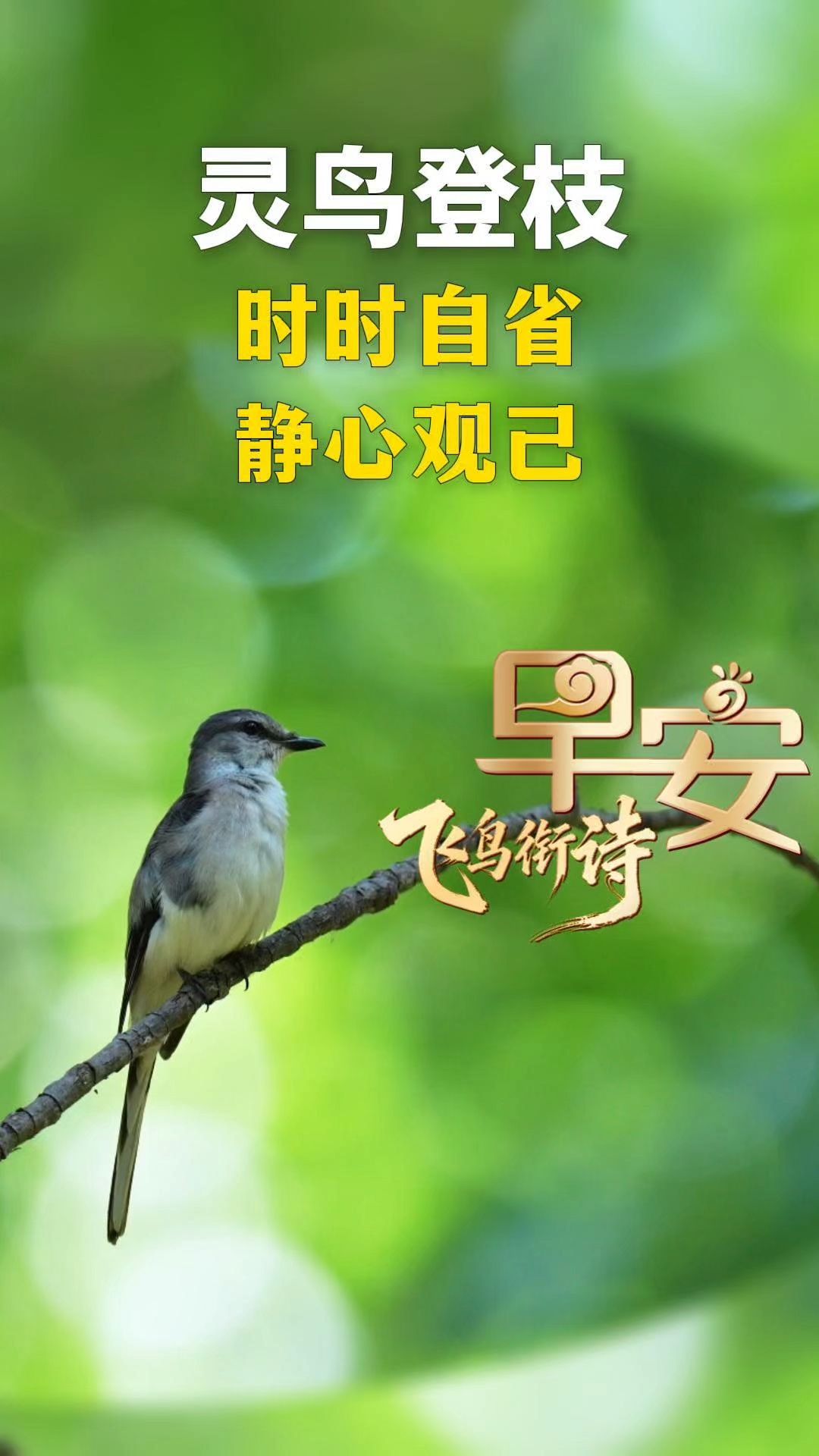 早安丨守澄澈而坦荡 愿你清静自在 万事舒心