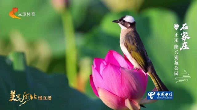 美丽河北慢直播丨2026.07.10 清晨