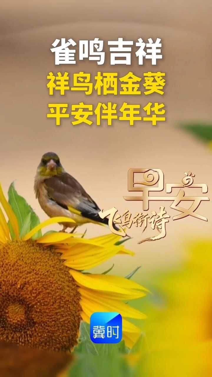 早安丨雀鸣吉祥，祥鸟栖金葵，平安伴年华！