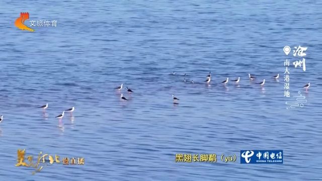 美丽河北见证官宋文峰作品欣赏丨苇海翻涌南大港湿地，众鸟翔集满是生机