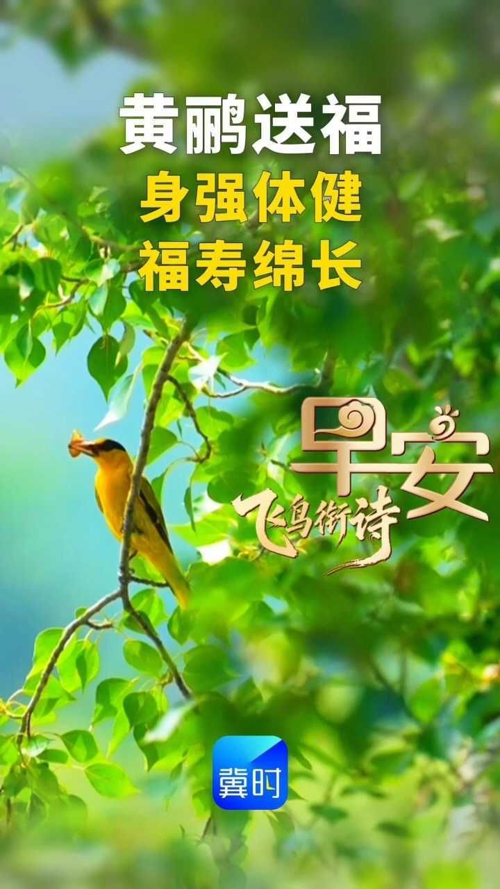 早安丨黄鹂送福，身强体健，福寿绵长