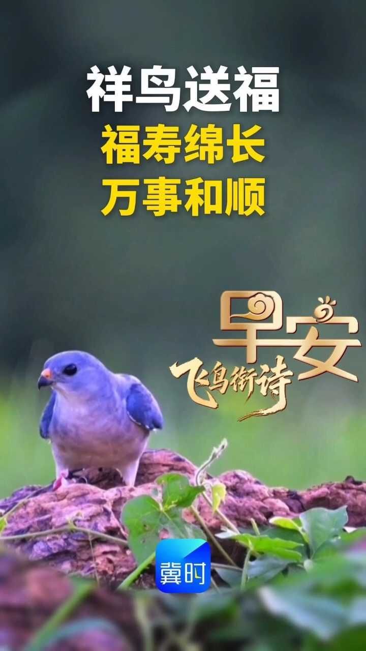 早安丨祥鸟送福，福寿绵长，万事和顺