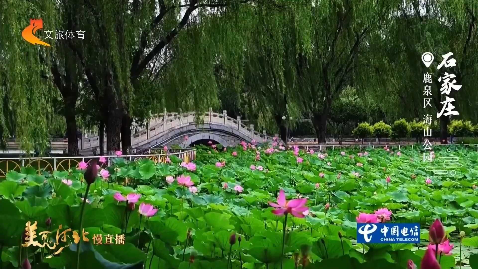 美丽河北见证官吴长新作品欣赏丨到海山公园看荷开正好，夏景如画