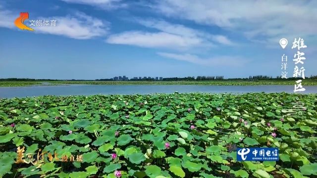 美丽河北慢直播丨2026.07.22 清晨