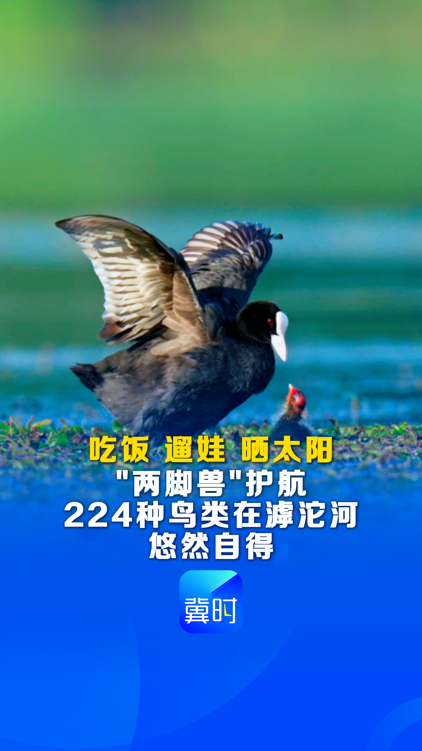 鸟儿的翅膀会说话丨“两脚兽”护航！224种鸟类在滹沱河悠然自得~