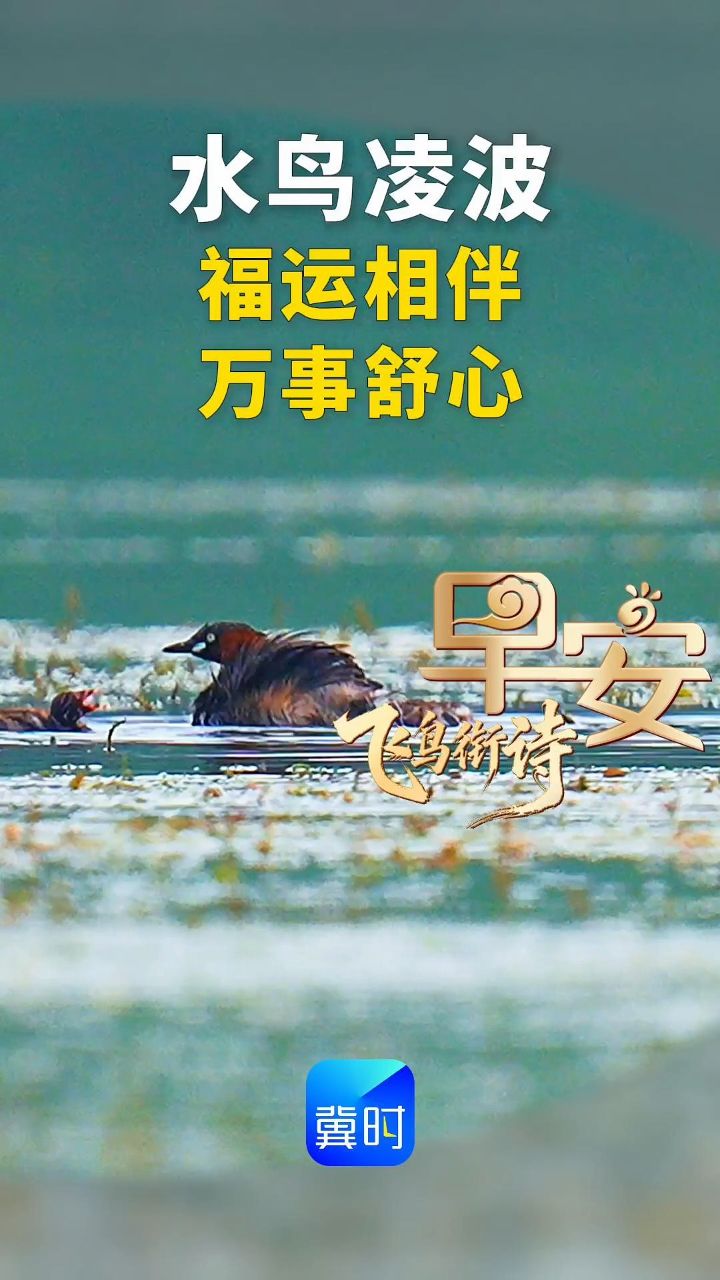 水鸟凌波，祝各位福运相伴，万事舒心。#早安#小䴙䴘 （pì tī‌）是一种擅长潜水的小型水鸟‌，常被叫作水葫芦或王八鸭子，广泛分布于中国各地湿地湖泊中。‌‌微动涟漪，惊起沙禽掠岸飞。——《采桑子》宋·欧阳修#古诗#飞鸟衔诗#鸟类摄影#抓拍瞬间
