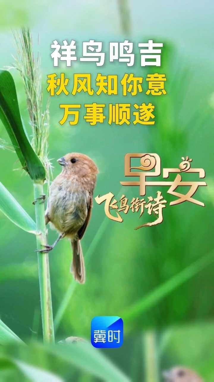 早安丨祥鸟鸣吉，秋风知你意，万事顺遂~