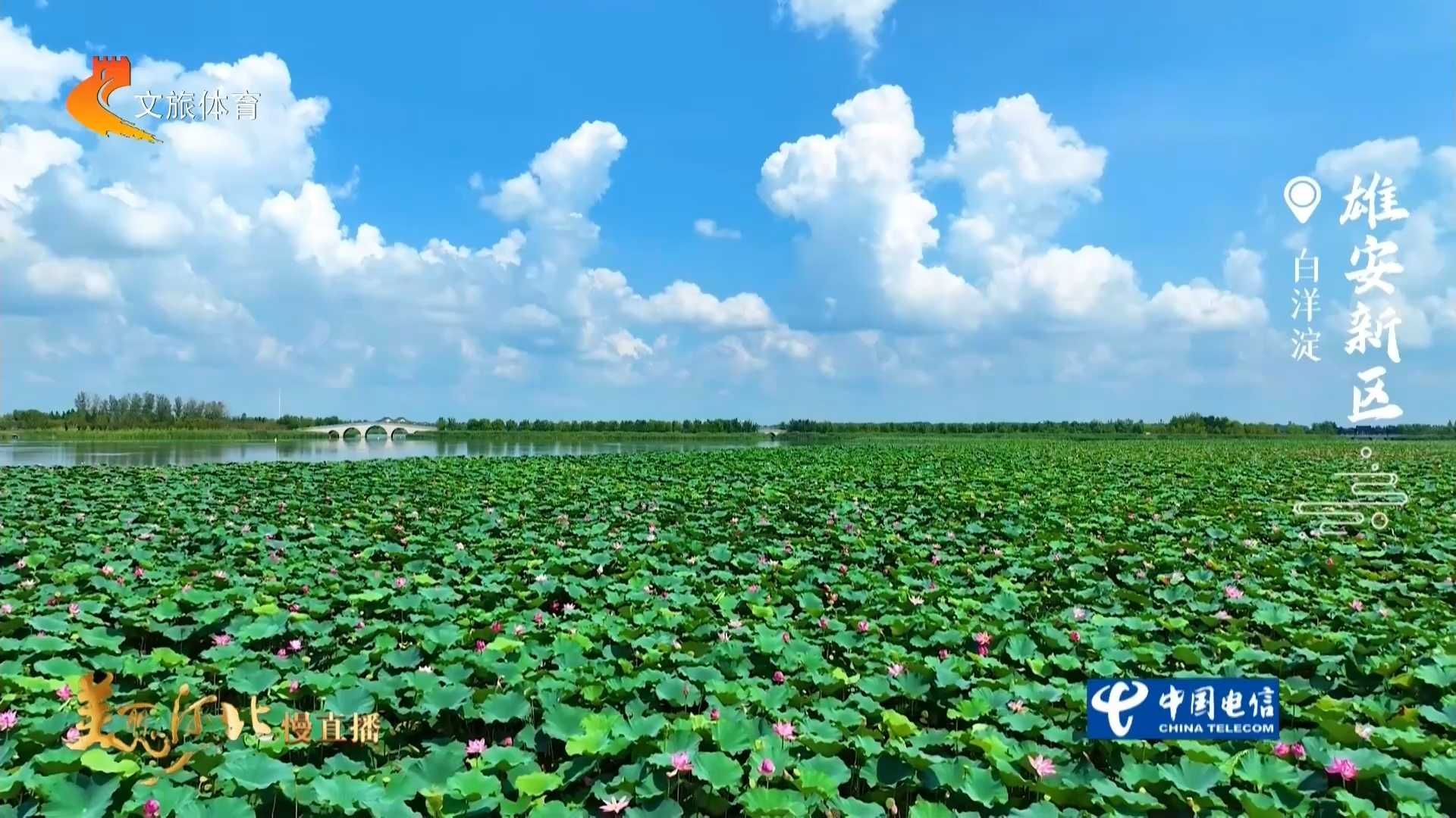 美丽河北慢直播丨碧波浮远翠，绘就白洋淀的生态诗意 雄安新区 清晨 2026/08/28#这么近，那么美，周末到河北