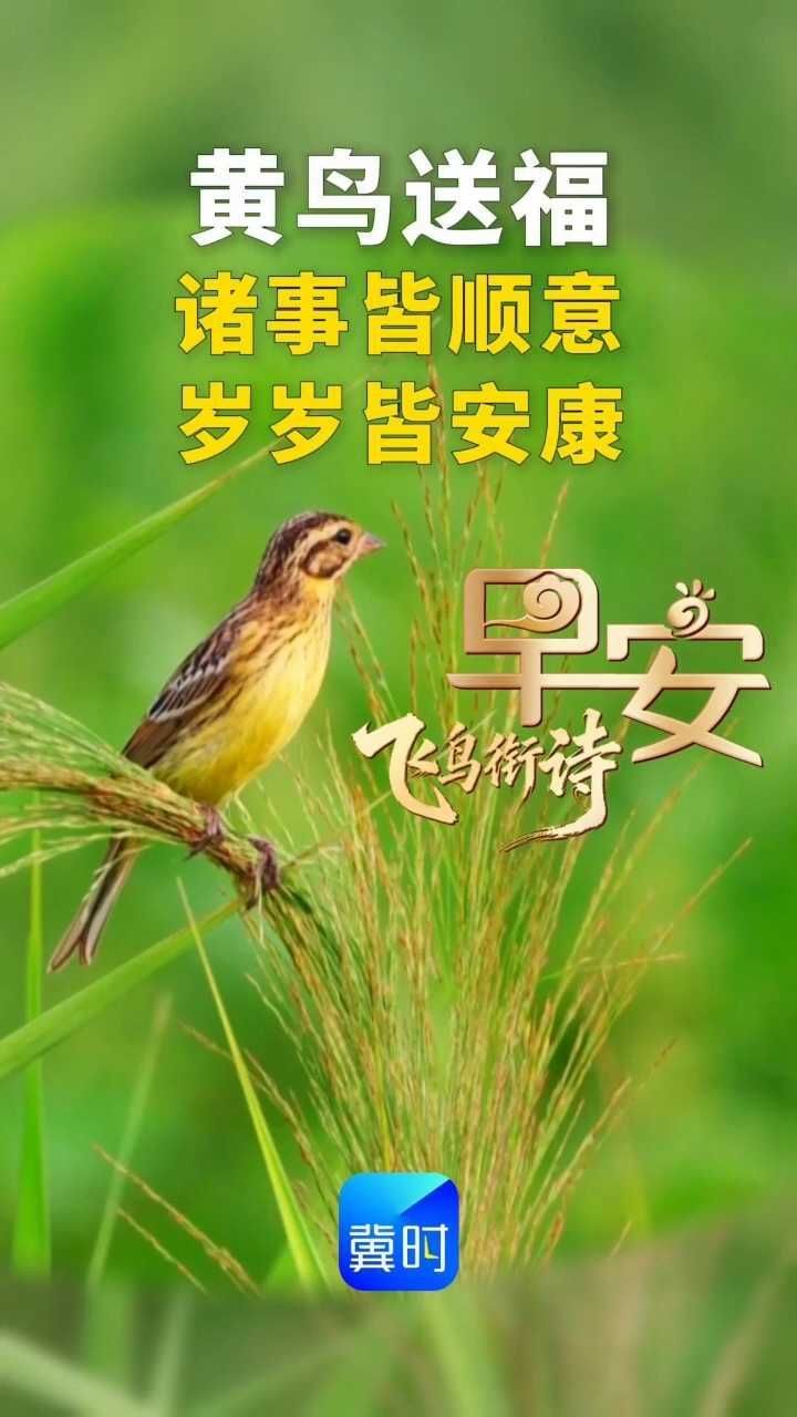早安丨黄鸟送福，诸事皆顺意，岁岁皆安康