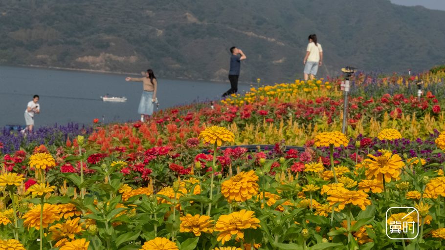 唐山迁西：湖畔花海醉游人