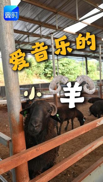 新质生产力的田野答卷 | 听音乐的小羊