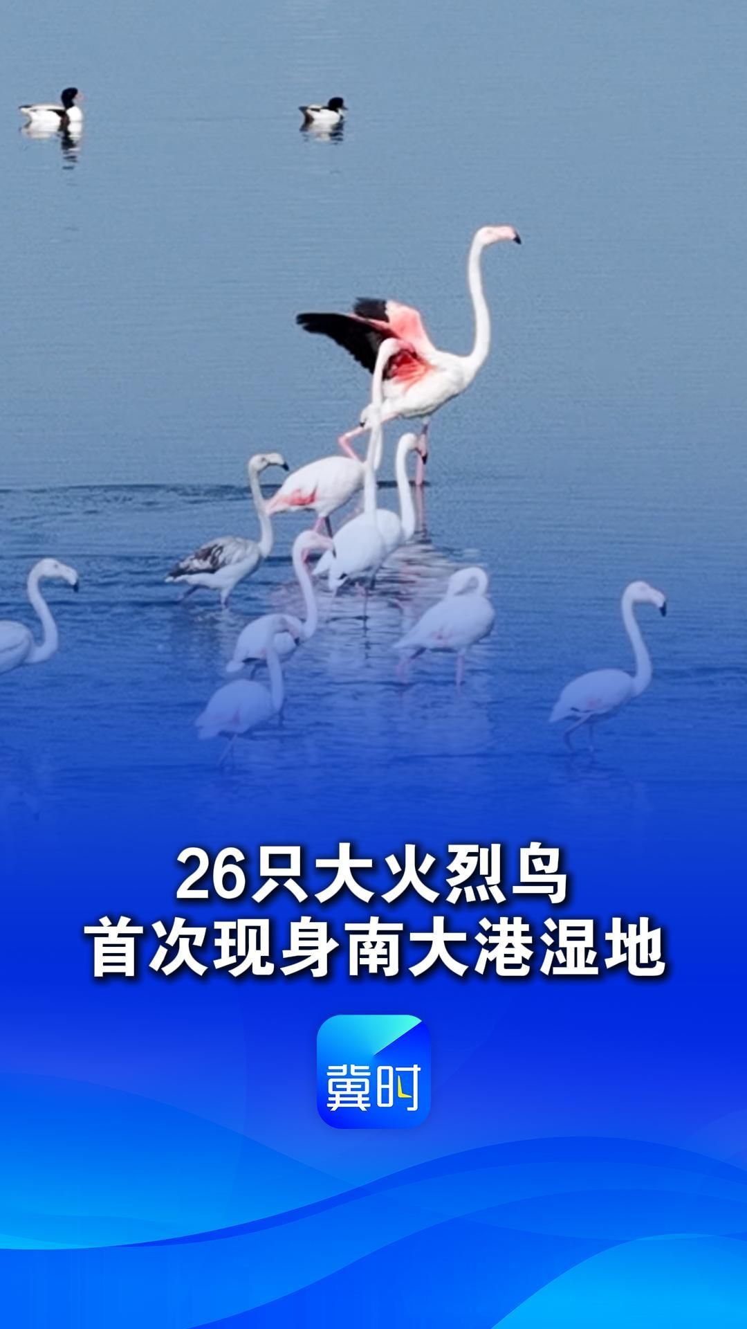 26只大火烈鸟首现南大港湿地，罕见形成少量种群，鸟类名录增至275种