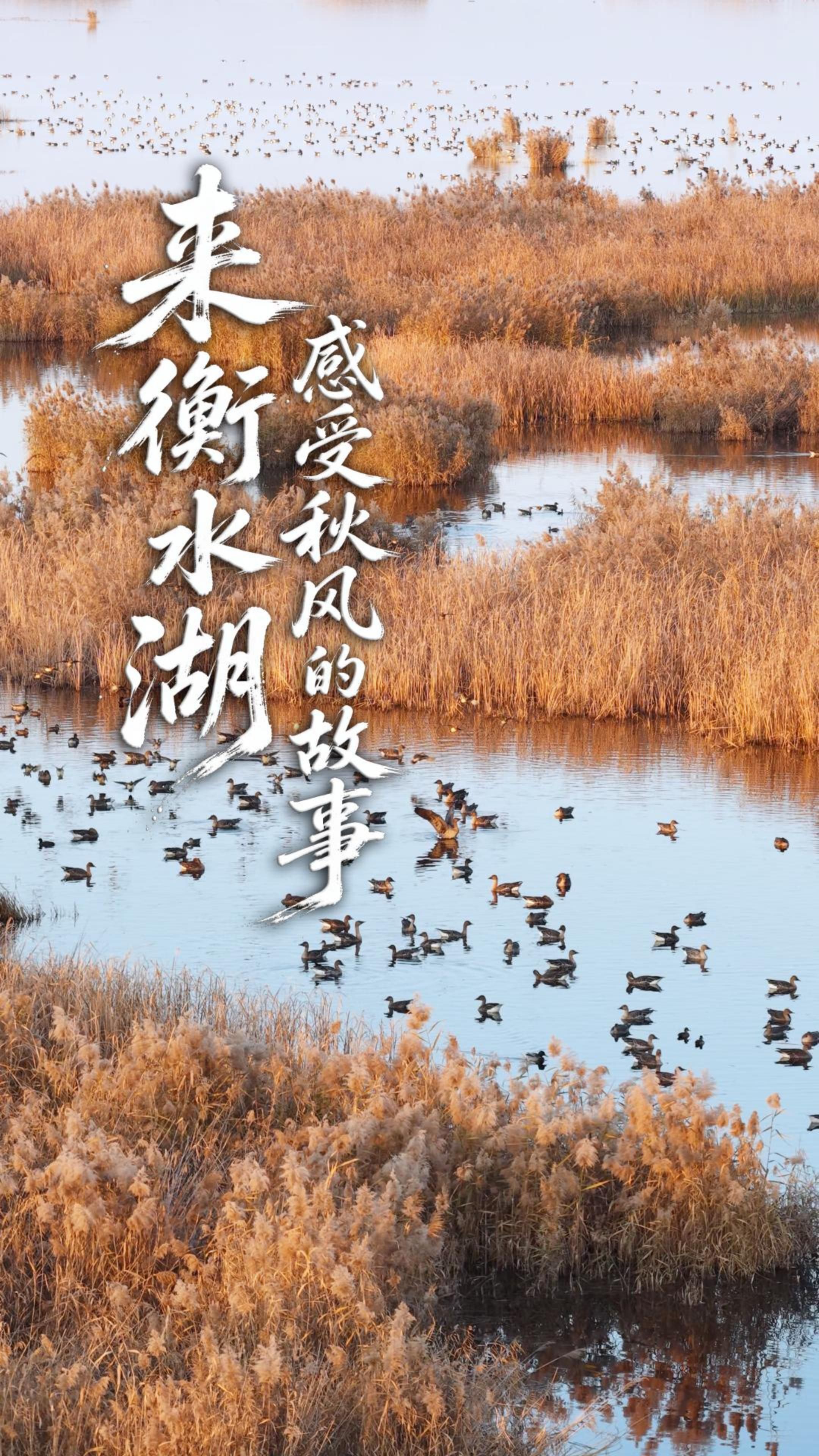 来衡水湖，感受秋风的故事丨秋游河北悦山河