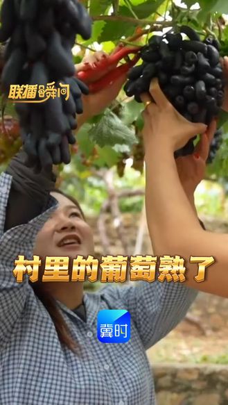 村里的葡萄熟了，丰润潘家峪“小葡萄”串起“大产业”