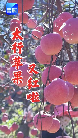 太行苹果又红啦！
