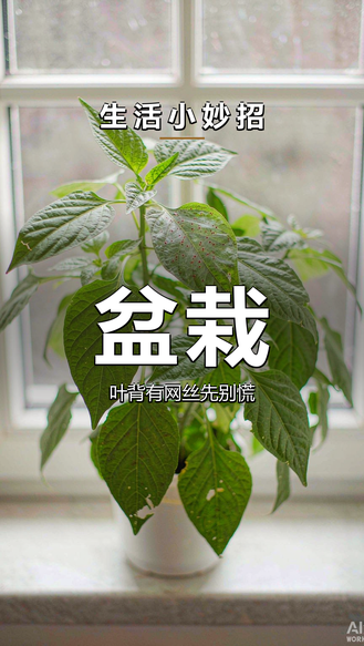 #媒体原创《生活小妙招》｜盆栽虫害：叶背有网丝先别慌