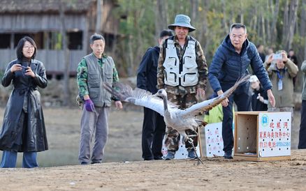 秋翼归山海 候鸟返长空
秦皇岛市开展2026秋季救助康复野生鸟类集中放飞活动