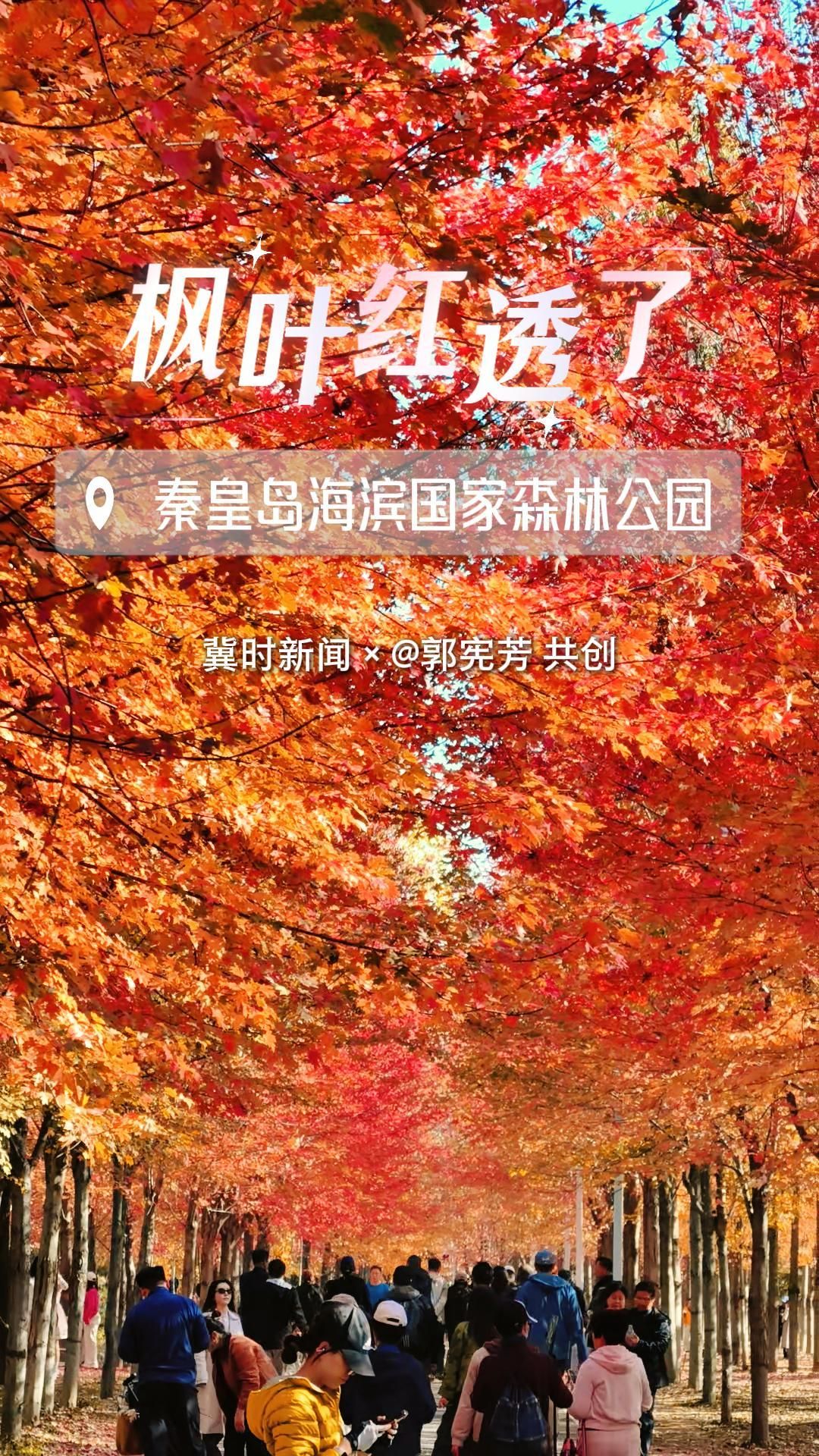 冀时共创丨家人们！秦皇岛海滨国家森林公园的枫叶红透啦！快来邂逅这片治愈系枫林吧~#秋游河北悦山河 #河北广播电视台原创新闻作品
