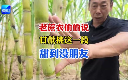【专家在线】老蔗农偷偷说：挑甘蔗这一段，甜到没朋友！