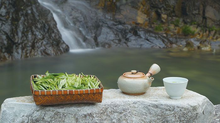 白茶2