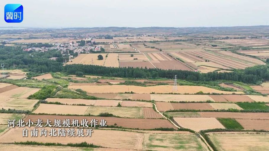 河北小麦大规模机收作业自南向北陆续展开