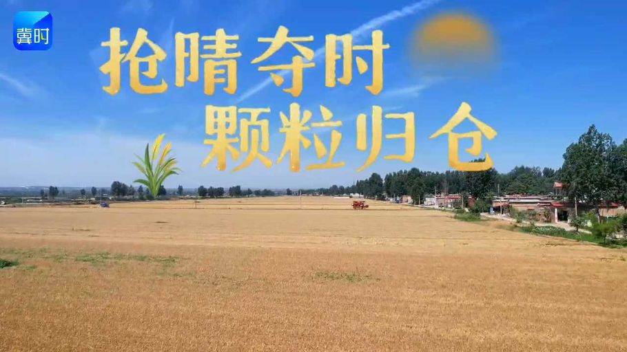 “三夏”进行时 | 抢晴夺时 颗粒归仓