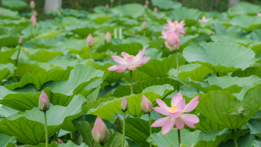 邯郸：龙湖公园荷花进入最佳观赏期