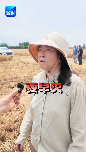 【专家在线】玉米地里的二点委夜蛾咋防治？农博士现场支招
