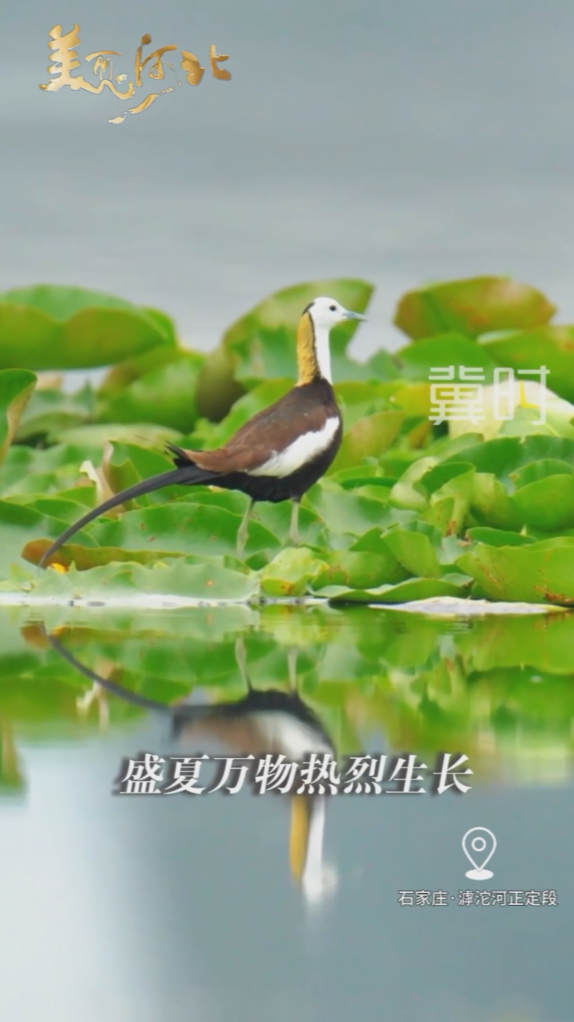 2026年7月22日，早安！盛夏万物热烈生长，抛开昨日琐碎烦恼，带着平稳心气稳步向前。愿你步履从容，日日皆有小欢喜！