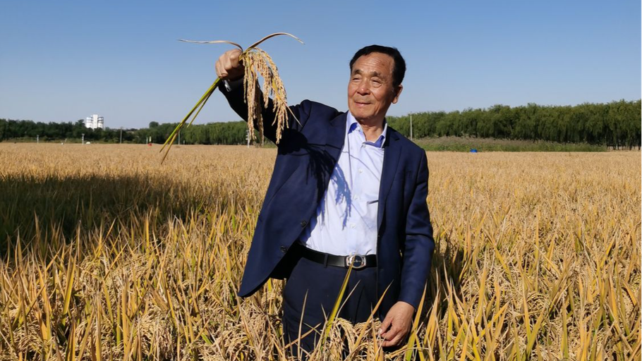 邯郸永年：金秋时节 稻谷飘香